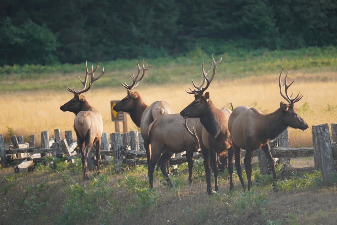 Roosevelt Elk
