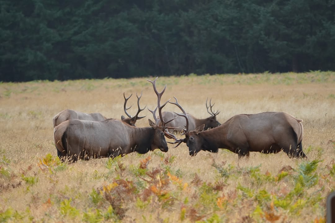 Roosevelt Elk