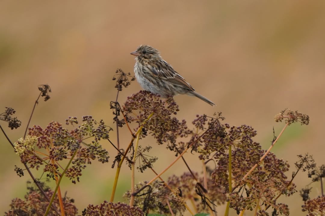 Savannah Sparrow at Tolowa Lake