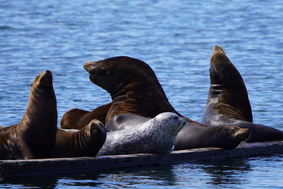 Sea Lions and lone seal at Crescent City Harbor