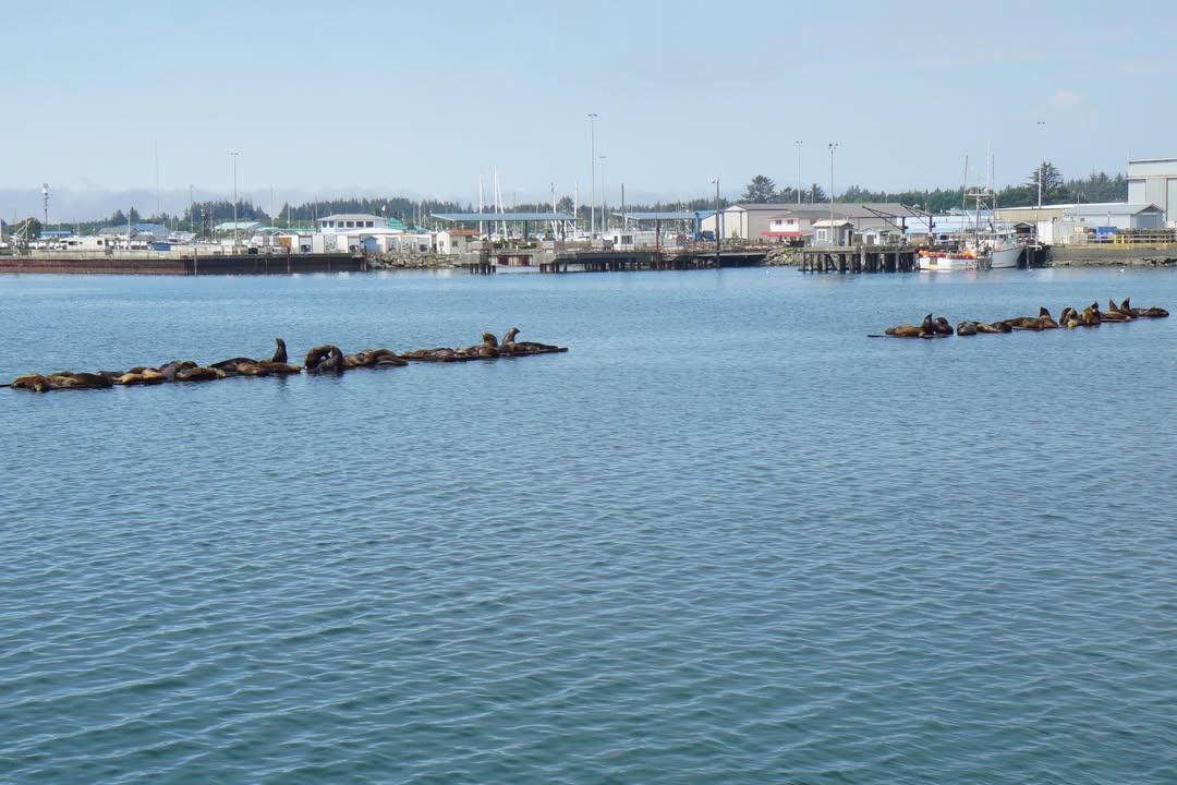 Sea Lions at Crescent City Harbor