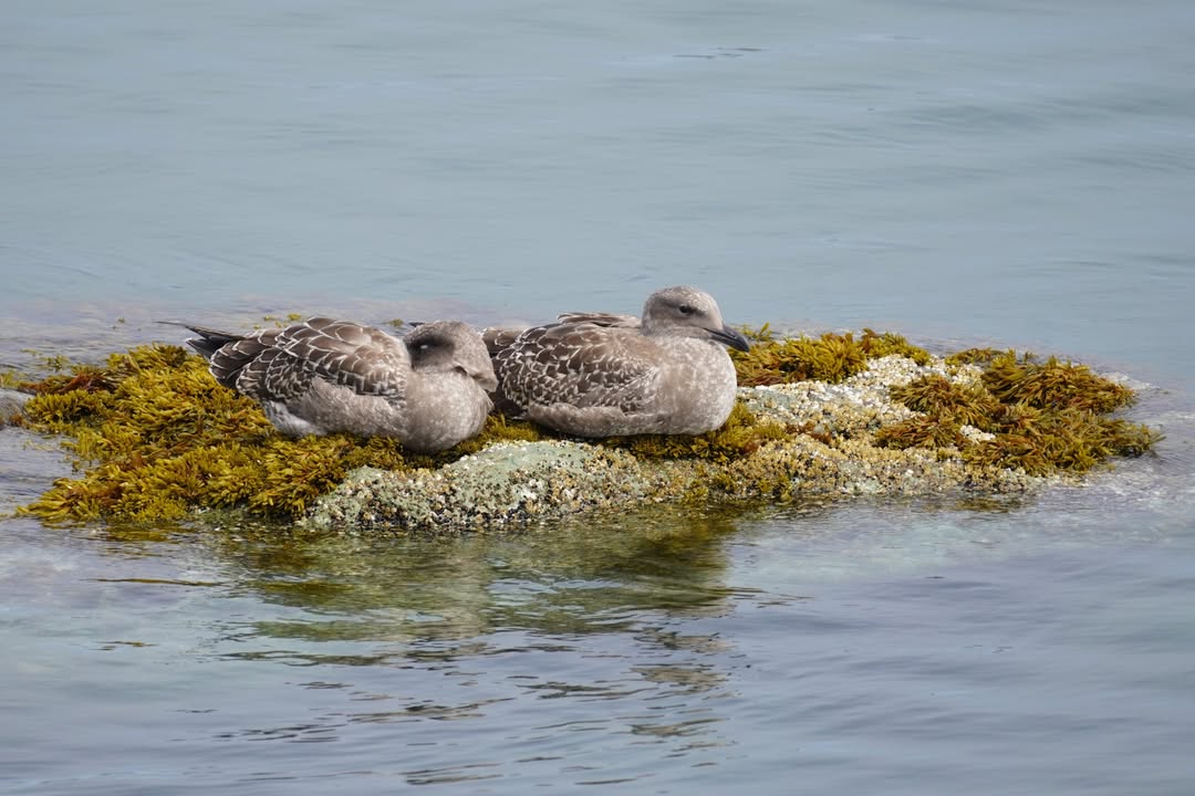 Seagulls by the Crescent City Jetty