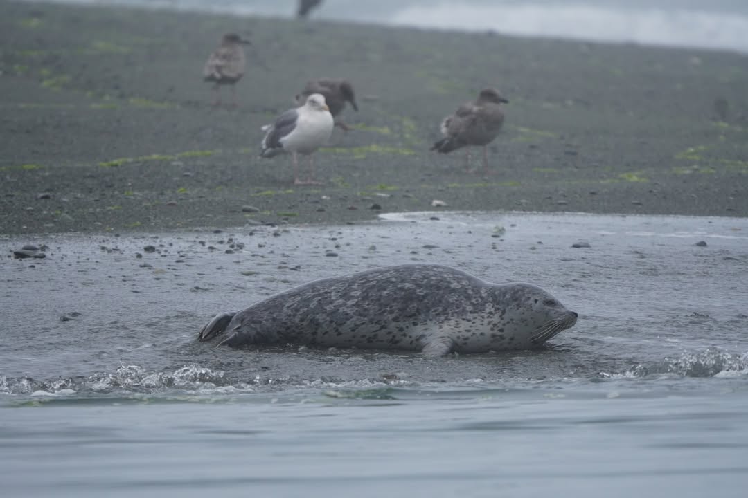 Seal at Mouth of Smith River