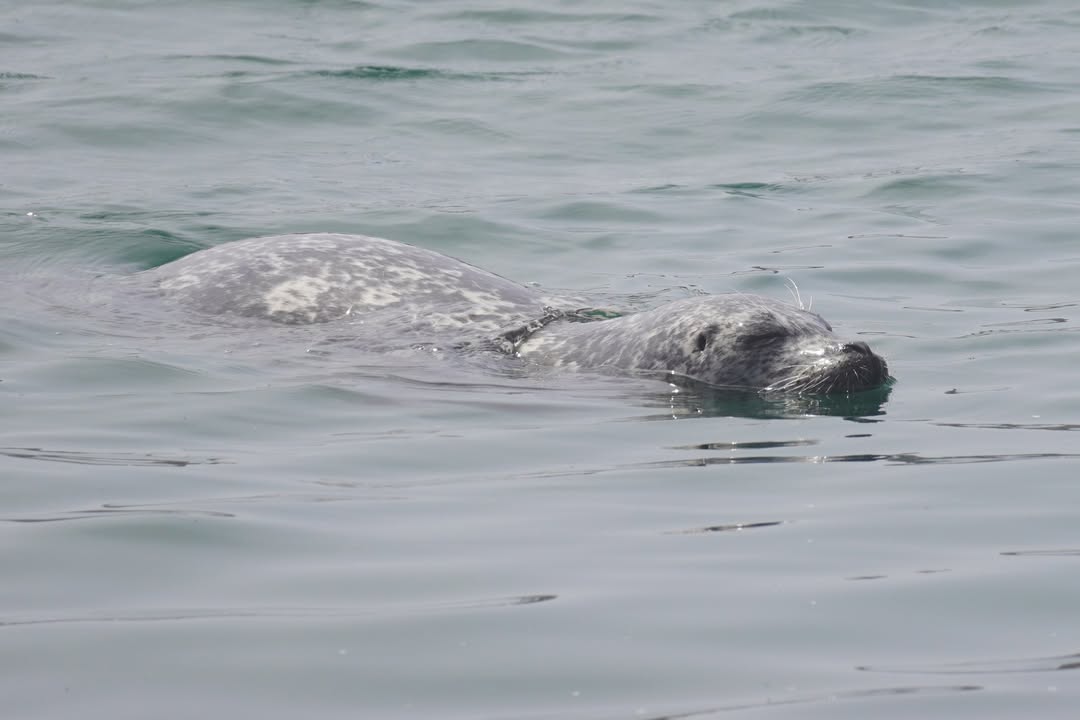 Seal at the Crescent City Marina