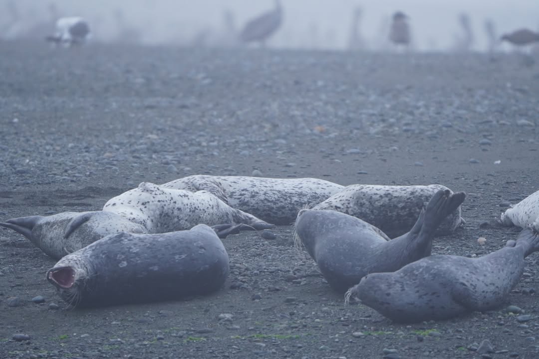 Seals at Mouth of Smith River