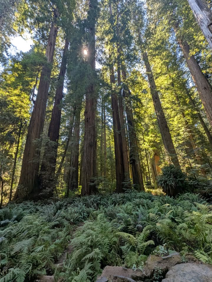 Simpson-Reed Trail showing two trunked trees