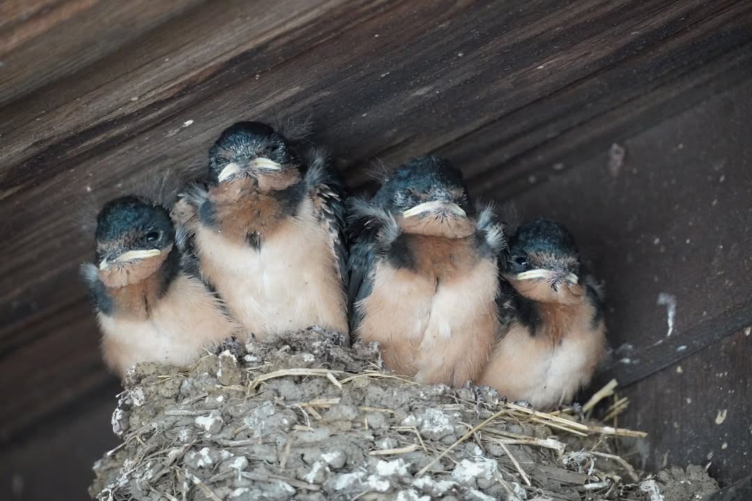 Swallow Chicks at Prairie Creek Visitor Center