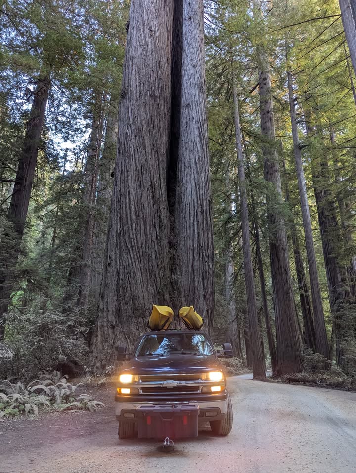 Tree along Howland Hill Road