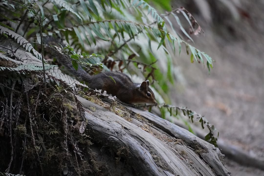 Yellow-cheeked chipmunk on Grove of the Titans Trail