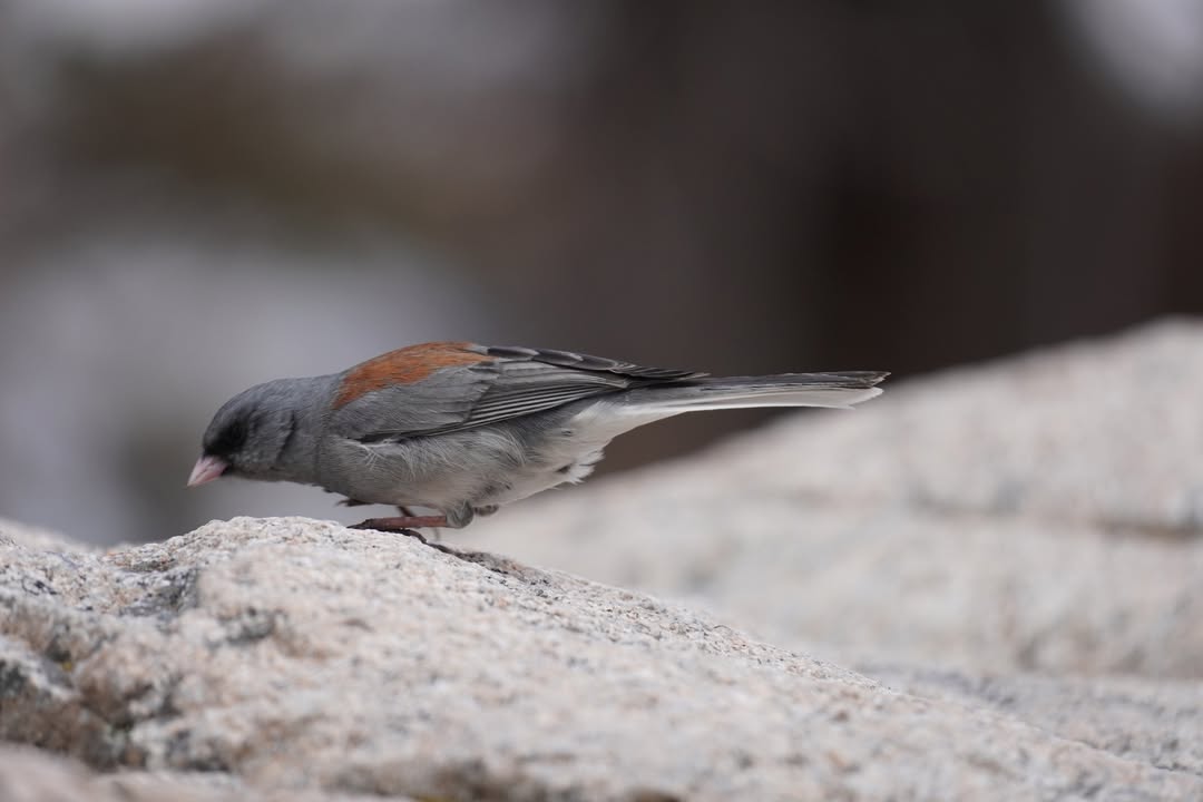 Rocky Mountain National Park, CO