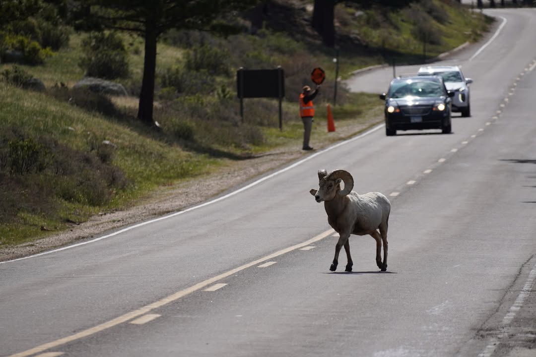 Bighorn crossing road at Horseshoe Park