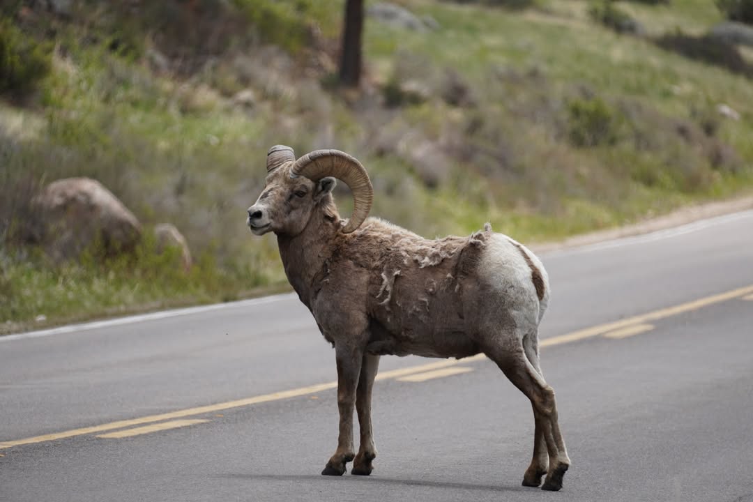 Bighorn road crossing at Sheep Lakes
