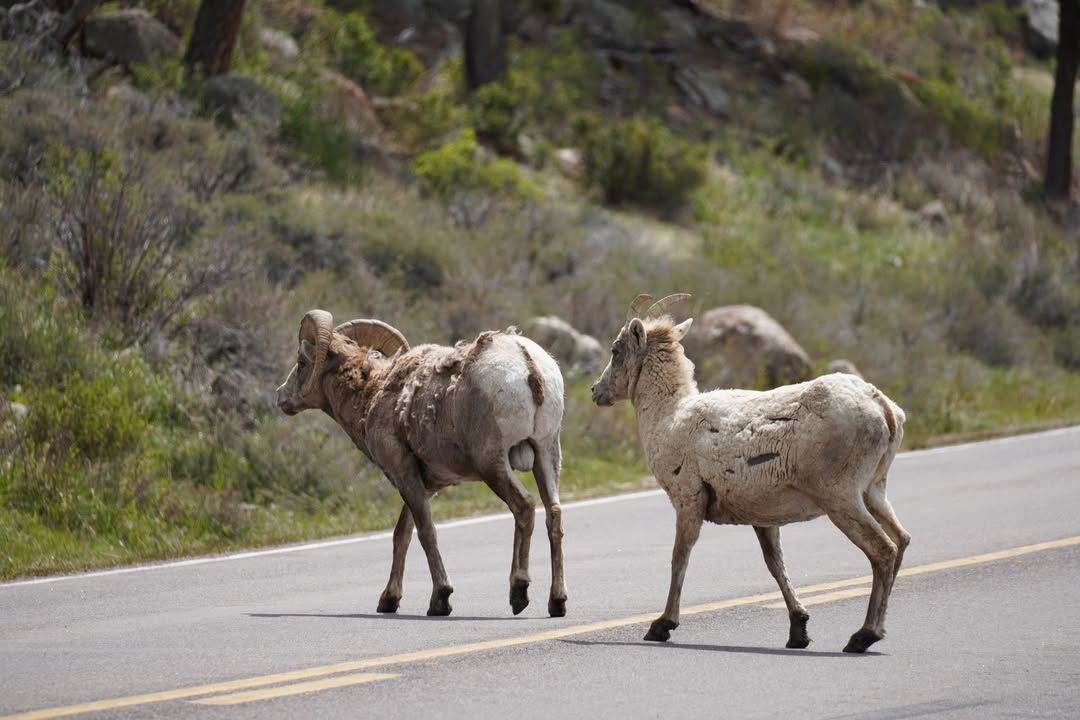 Bighorn road crossing at Sheep Lakes