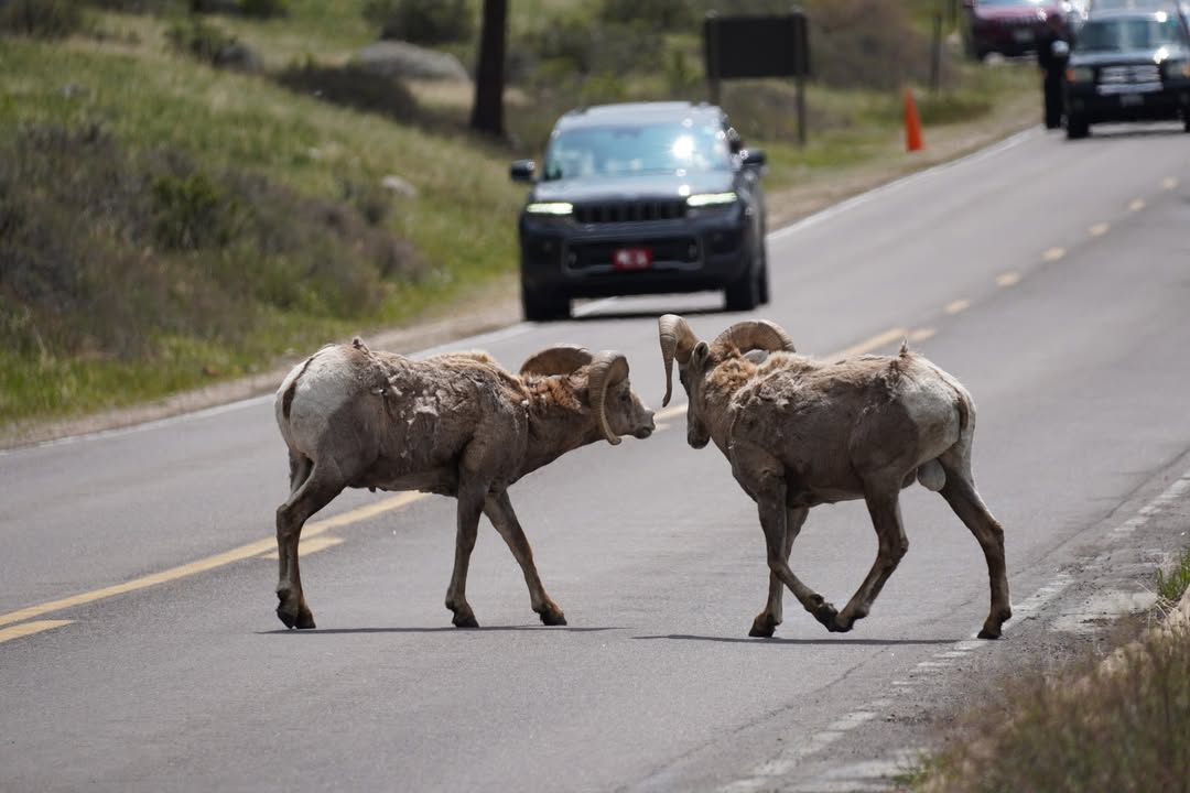 Bighorn road crossing at Sheep Lakes