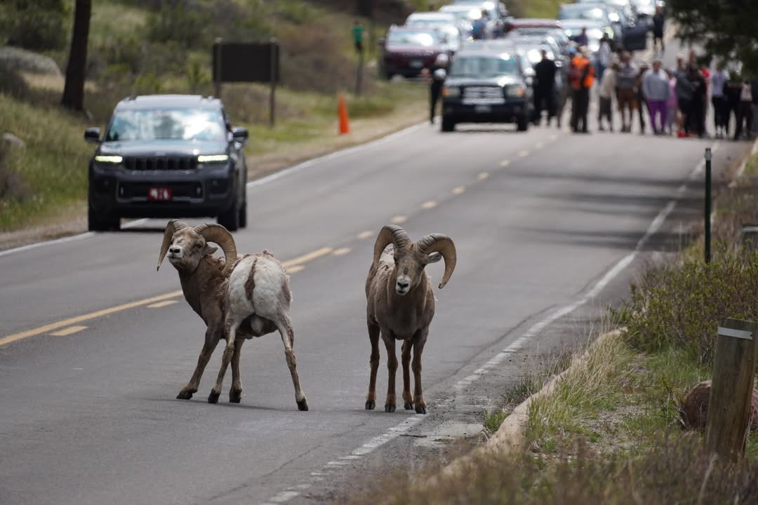 Bighorn road crossing at Sheep Lakes