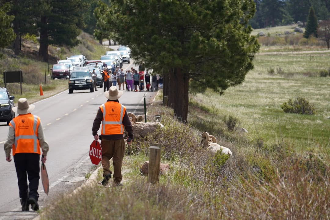 Bighorn road crossing at Sheep Lakes