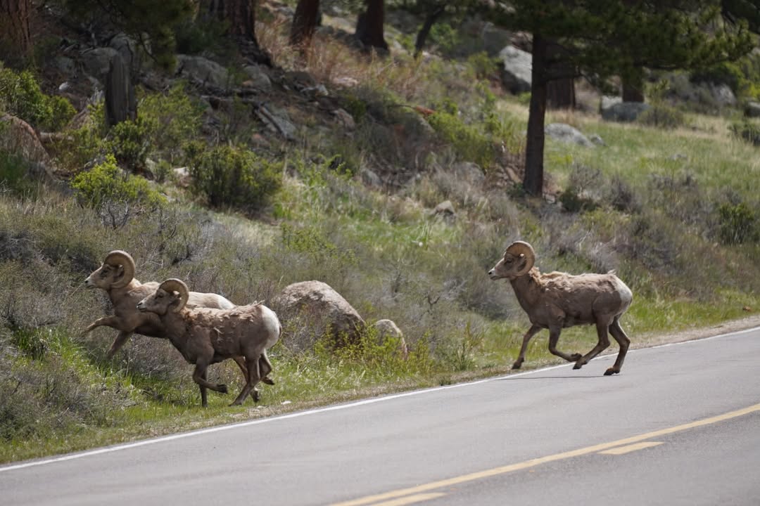 Bighorn road crossing at Sheep Lakes