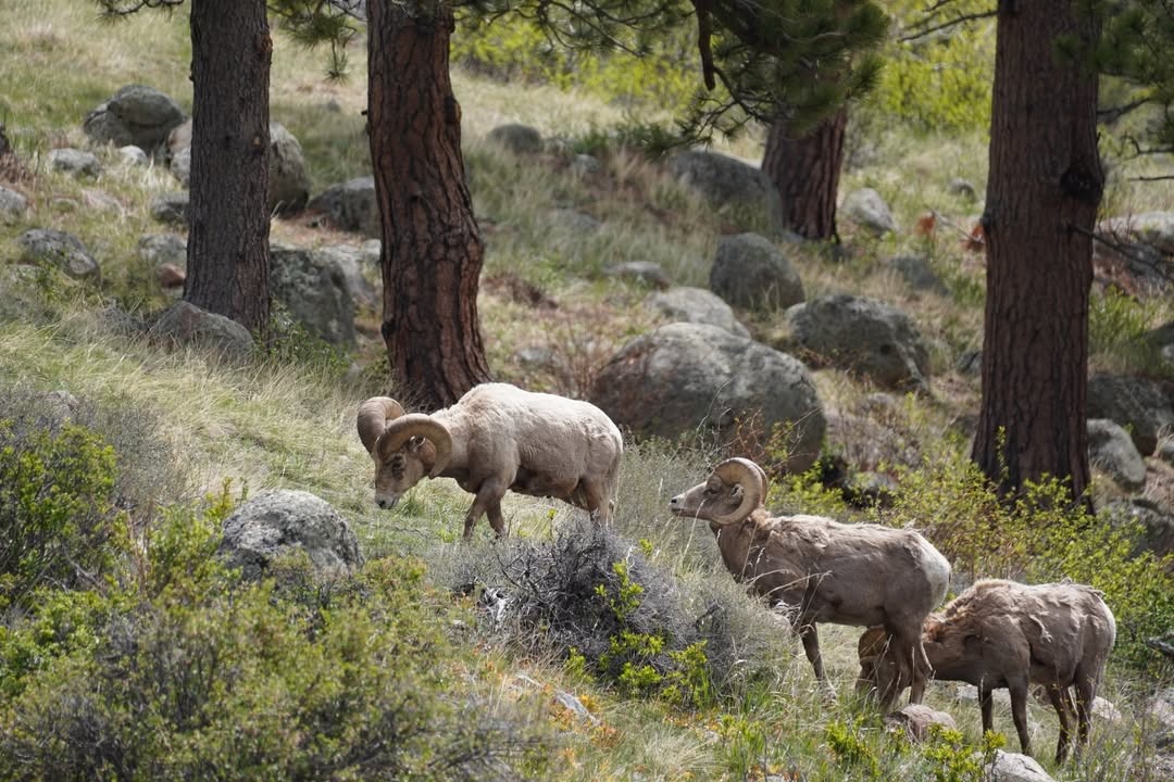 Bighorn Sheep