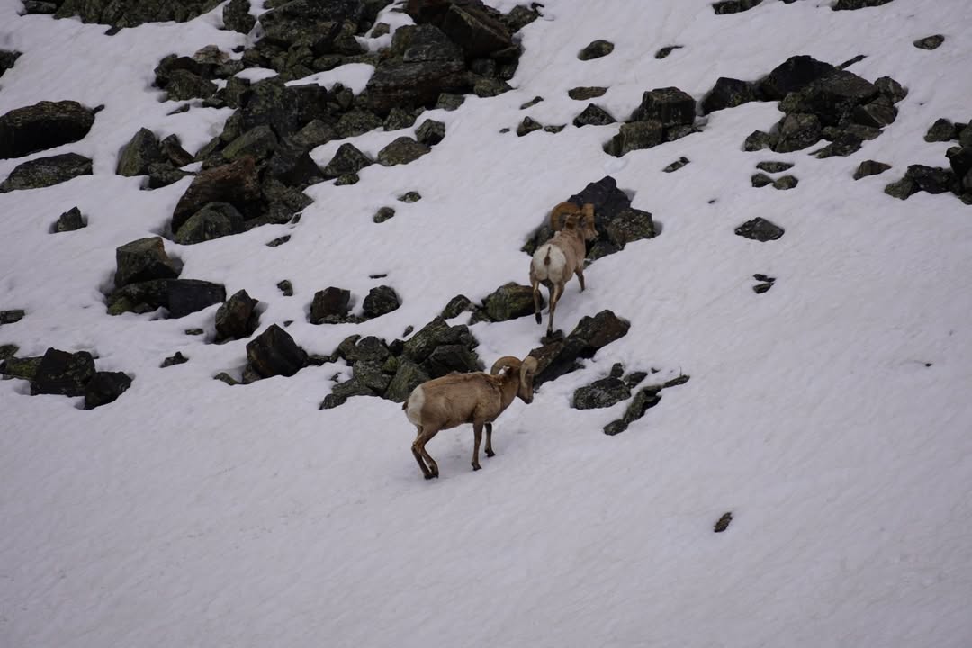 Bighorn Sheep along Trail Ridge