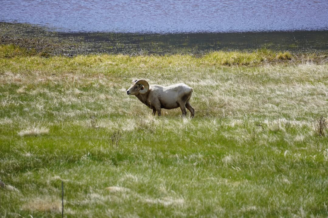 Bighorn Sheep at Sheep Lakes