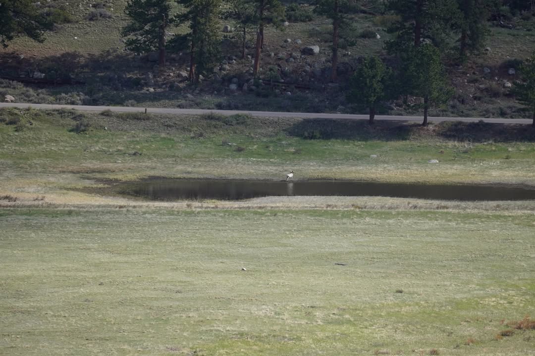 Bighorn sheep from Horseshoe Park Overlook