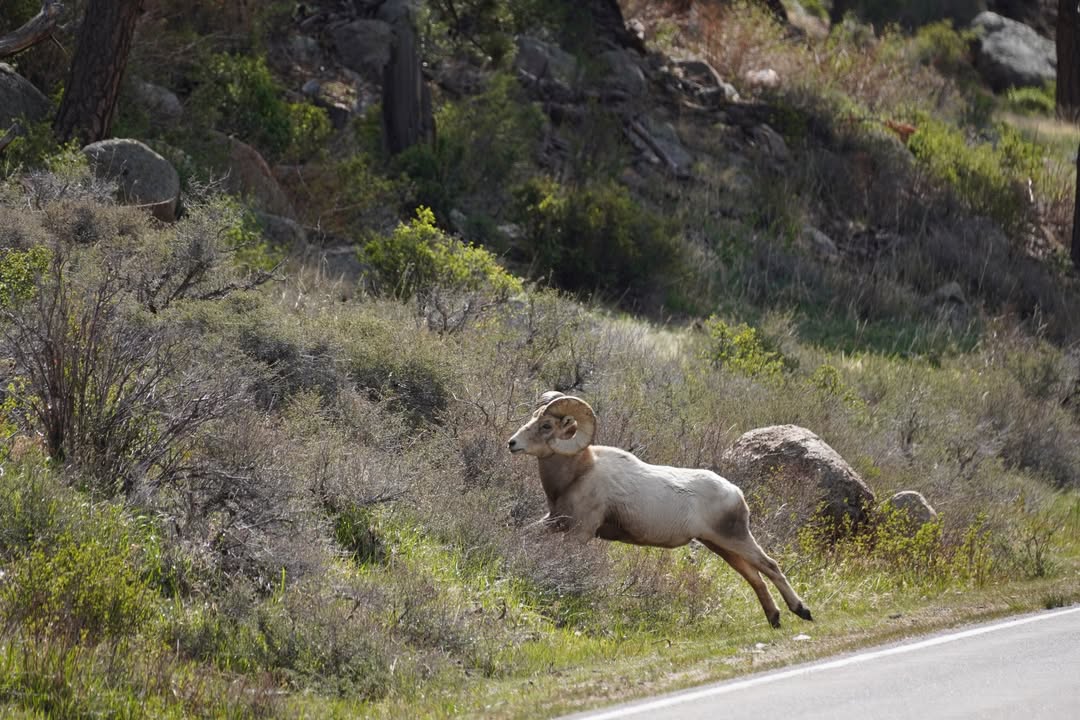 Bighorn Sheep going up Sheep Mountain