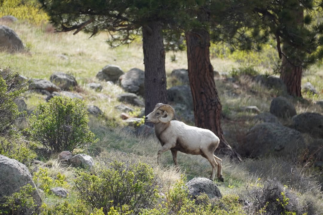 Bighorn Sheep on Sheep Mountain