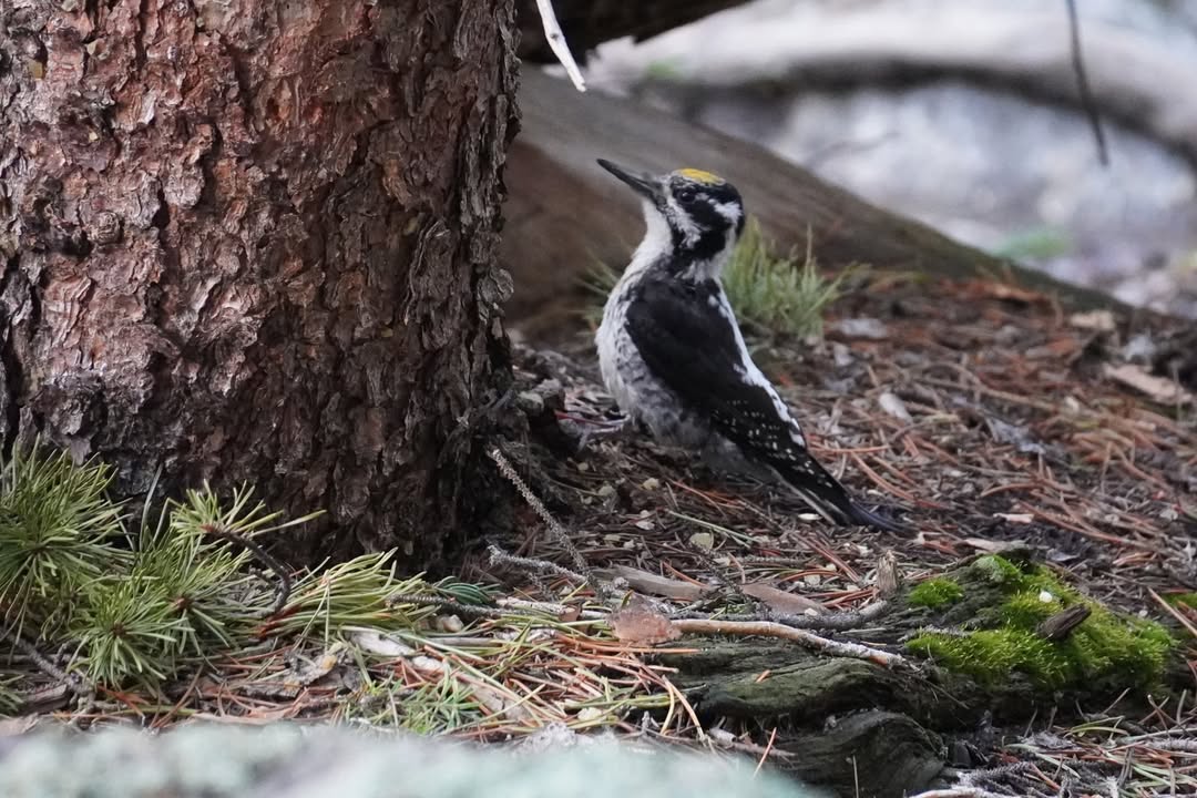 Black-backed Woodpecker on return trip after Nymph Lake