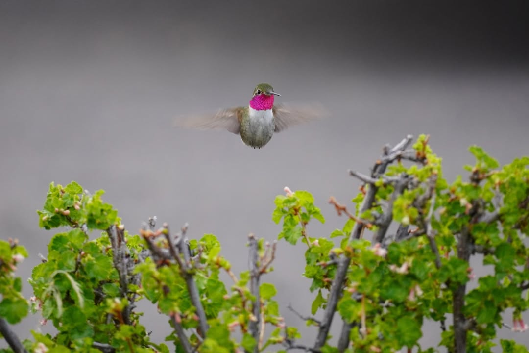 Broad-tailed Hummingbird in Park and Ride parking lot after Haiyaha Lake hike