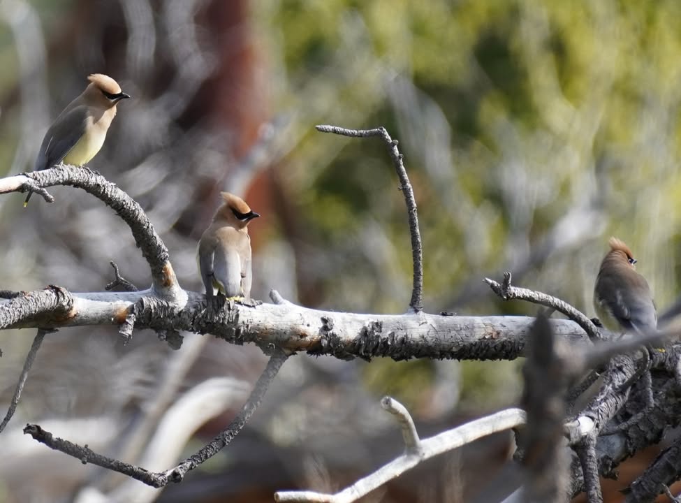 Cedar Waxwings at Beaver Meadows
