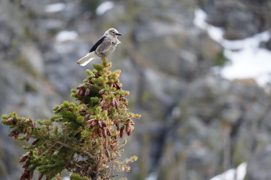 Clark's Nutcracker at Emerald Lake