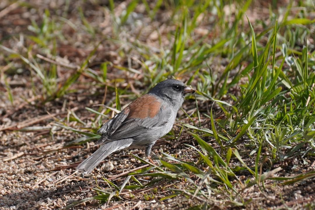 Dark-eyed Junco at Beaver Meadows