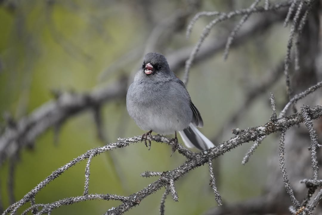 Dark-eyed Junco on return after Nymph Lake