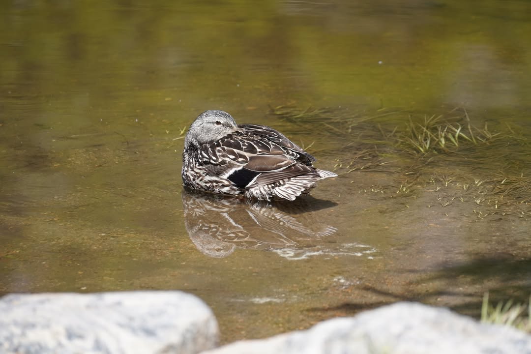 Duck at Nymph Lake