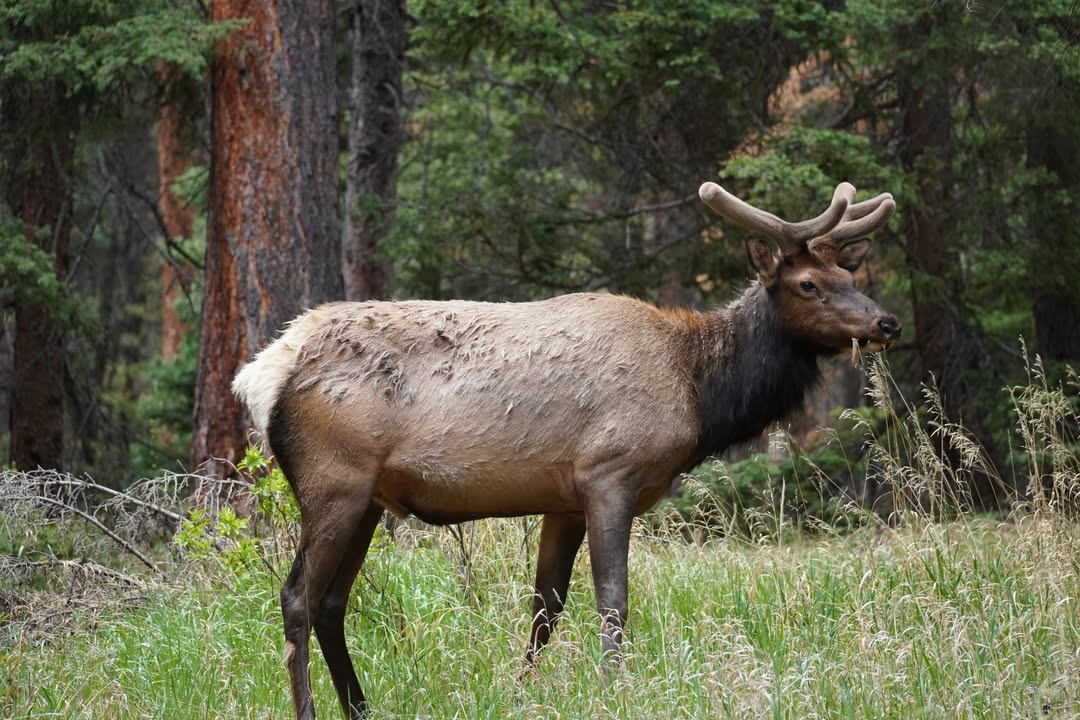 Elk in Endovalley Picnic Area