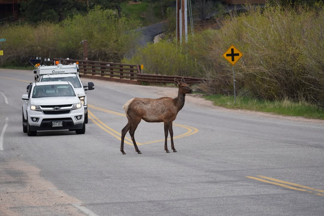 Elk in Estes