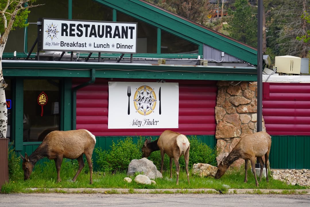 Elk in Estes
