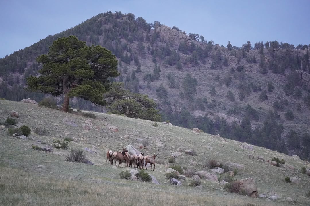 Elk in Moraine