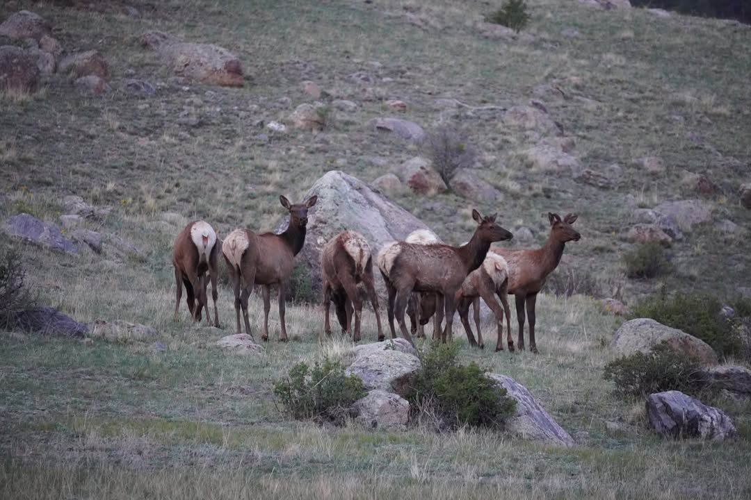 Elk in Moraine Park