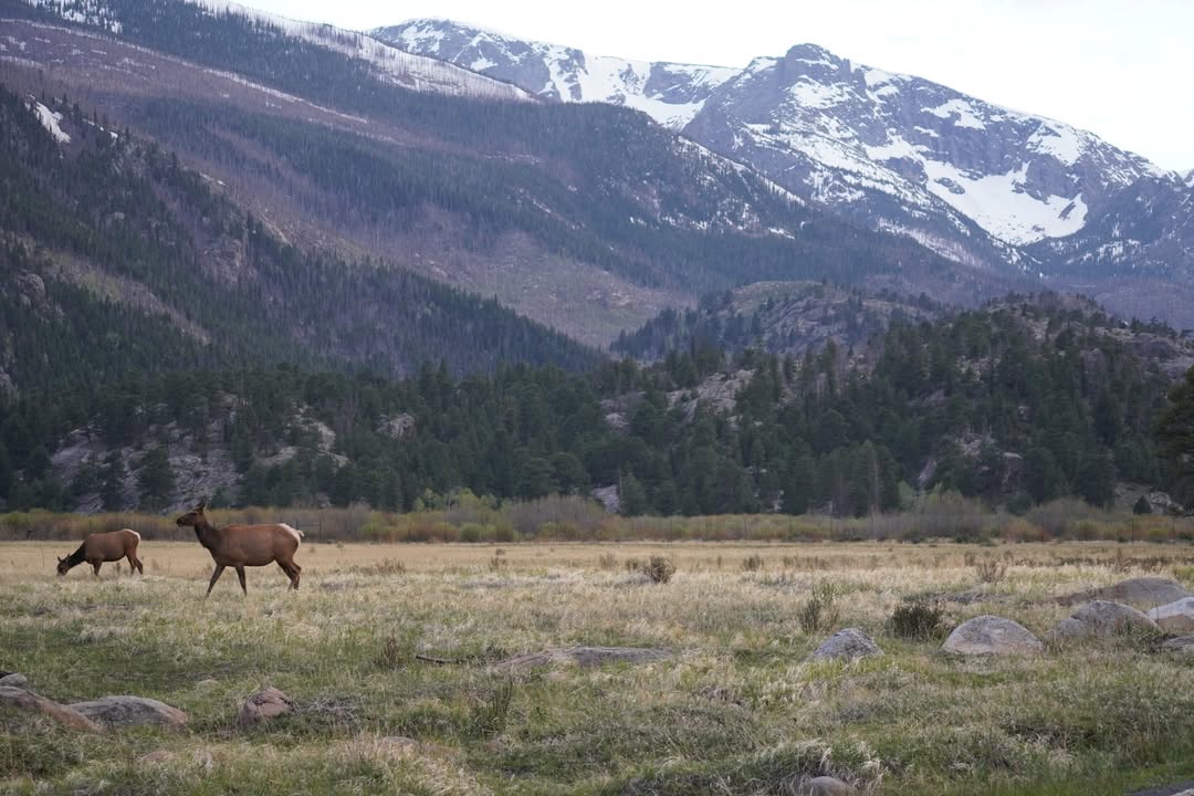 Elk in Moraine Park