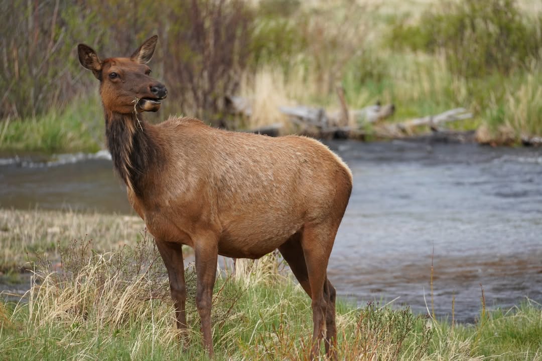 Elk in Moraine Park