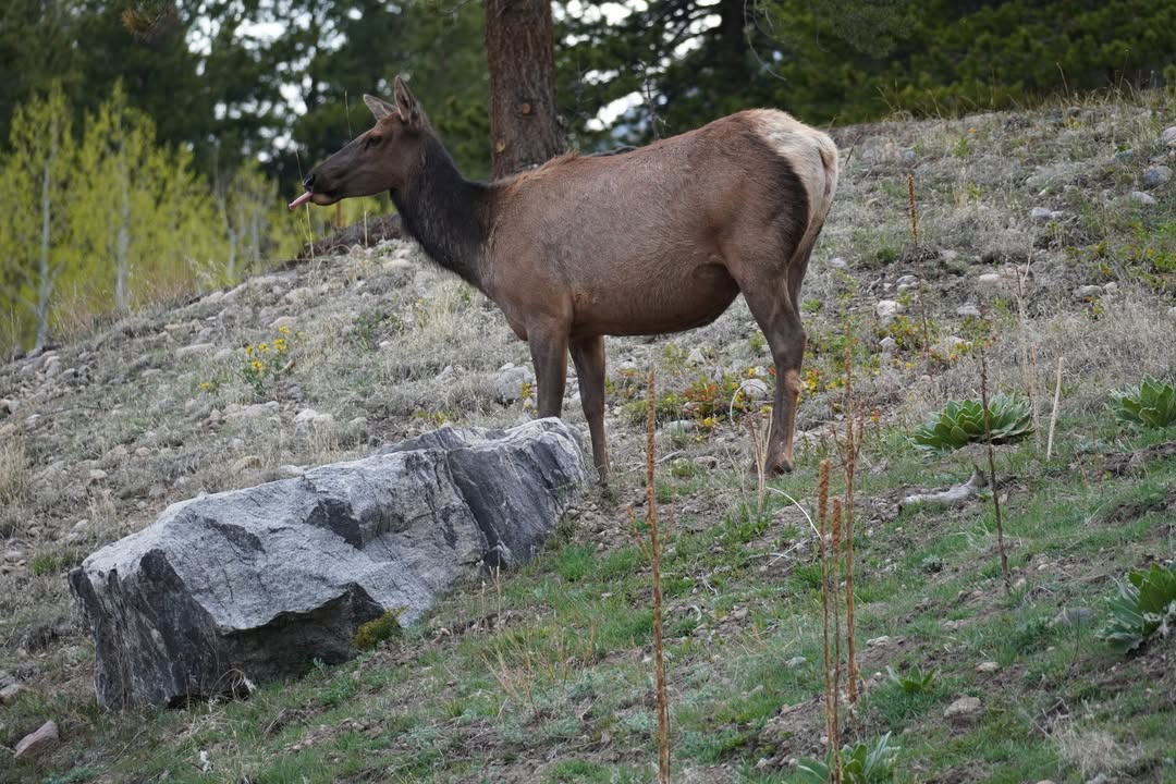 Elk off of Bear Lake Road
