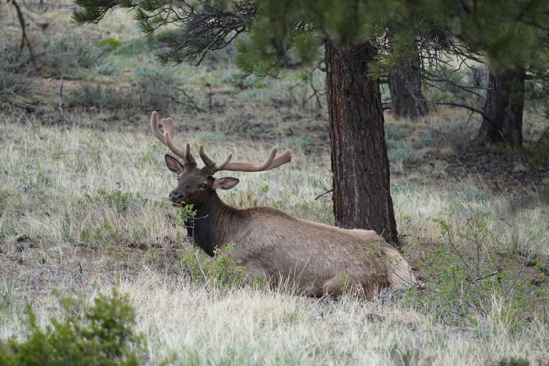Elk on the road to Sheep Lakes