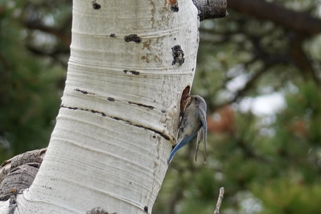 Female Mountain Bluebird at Beaver Meadows