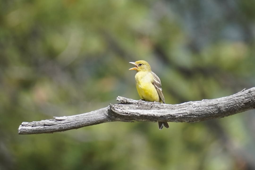 Female Western Tanager at Beaver Meadows