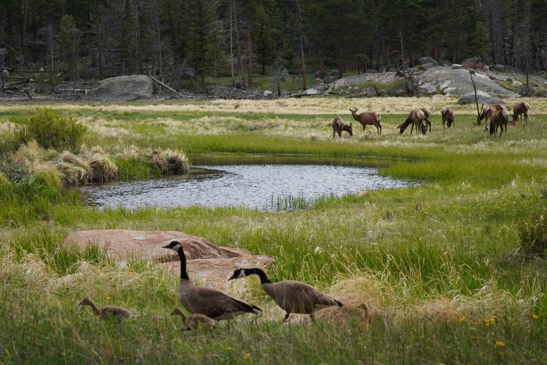 Geese and Elk at Moraine Park