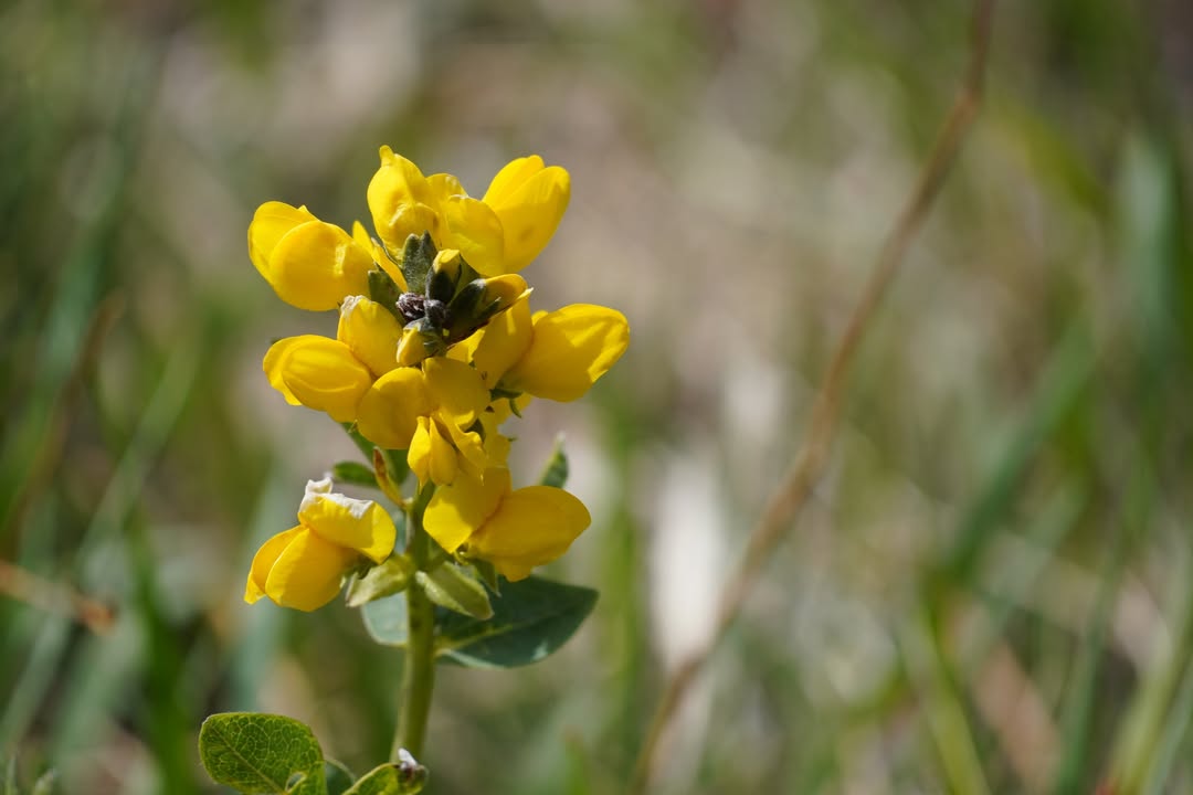 Golden Banner flower at Beaver Meadows