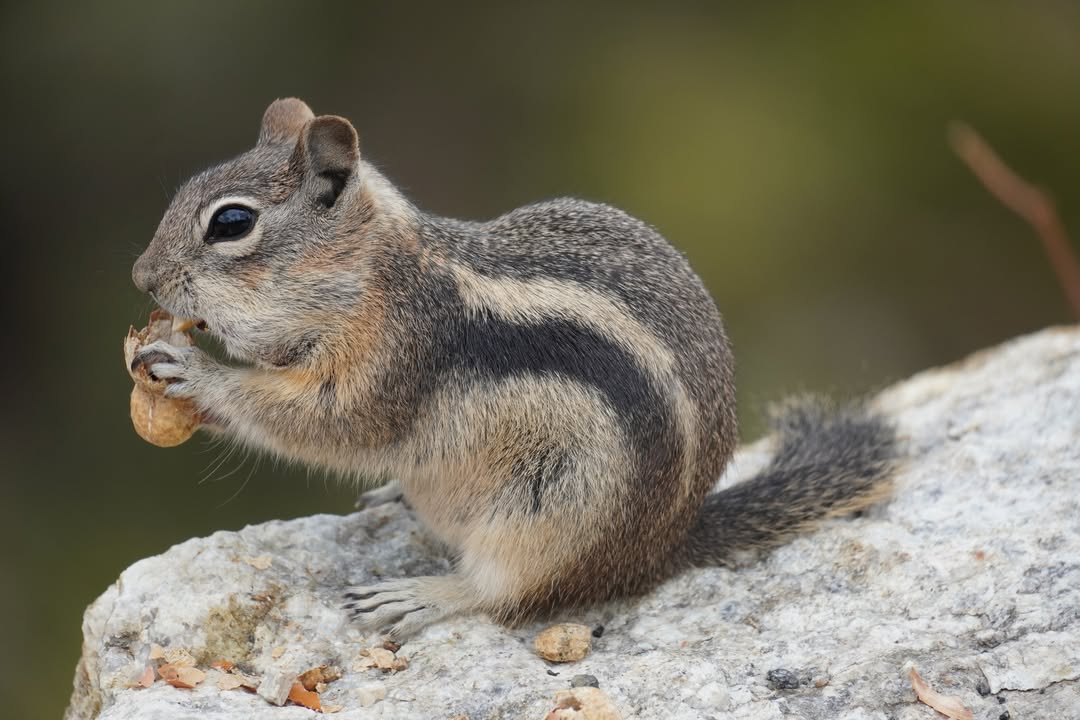 Golden-mantled Ground Squirrel eating a peanut