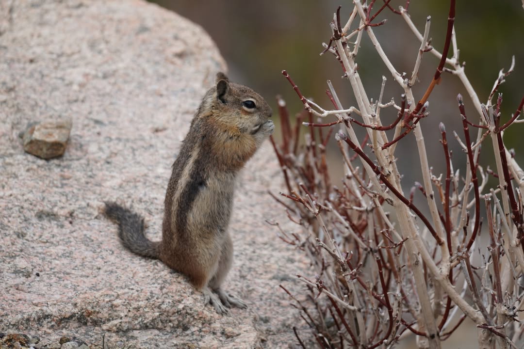 Golden-mantled Ground Squirrel munching on willow at Rainbow Curve