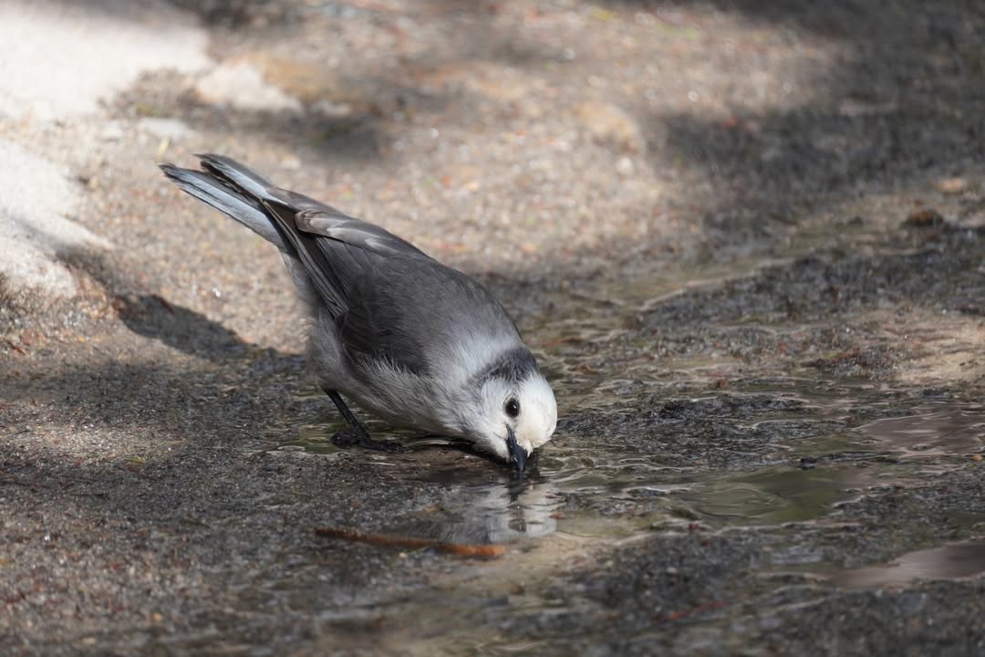 Gray Jay on the return trip after Nymph Lake